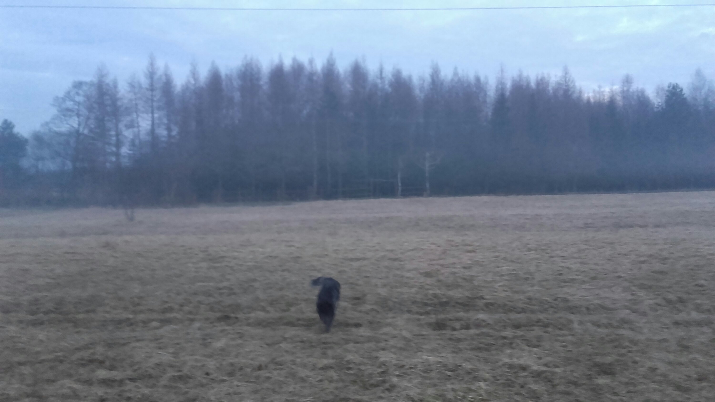 Las, mgła i pies
